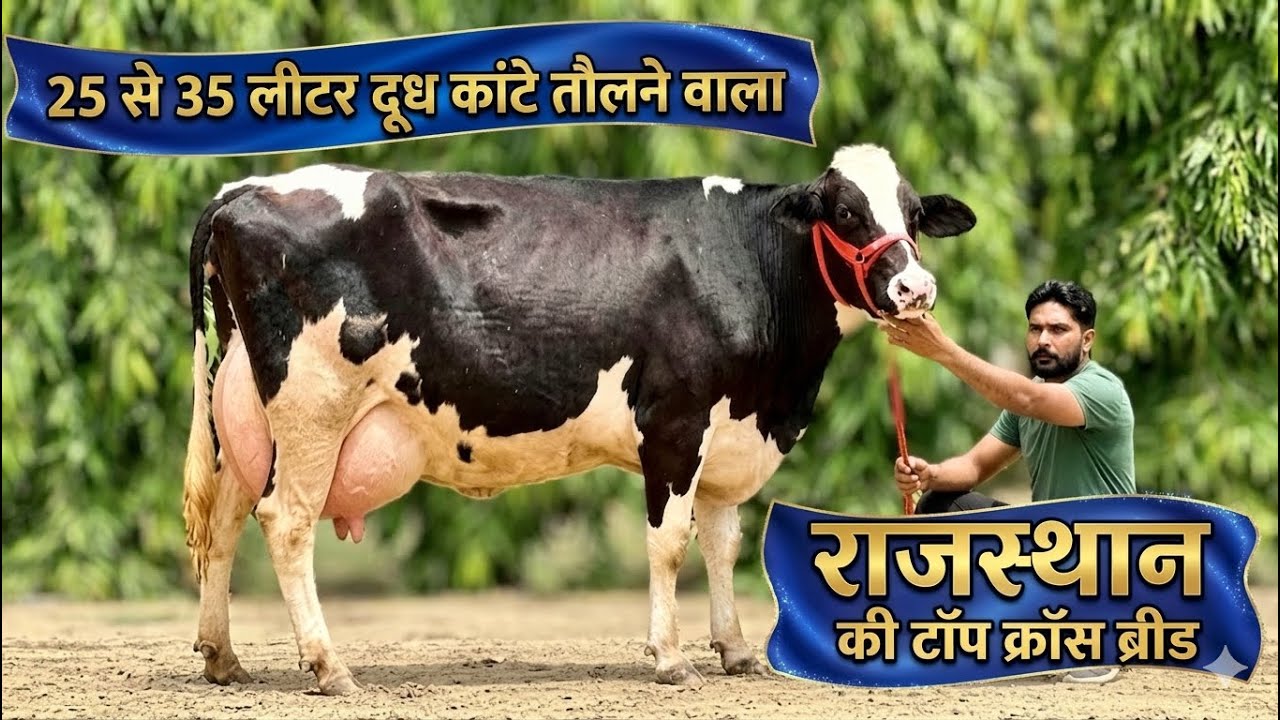 25 से 35 लीटर दूध कांटे तोलने वाला👌राजस्थान की सुपर क्वालिटी👍15 गाय बिकाऊ👍High Milking Cows for Sale