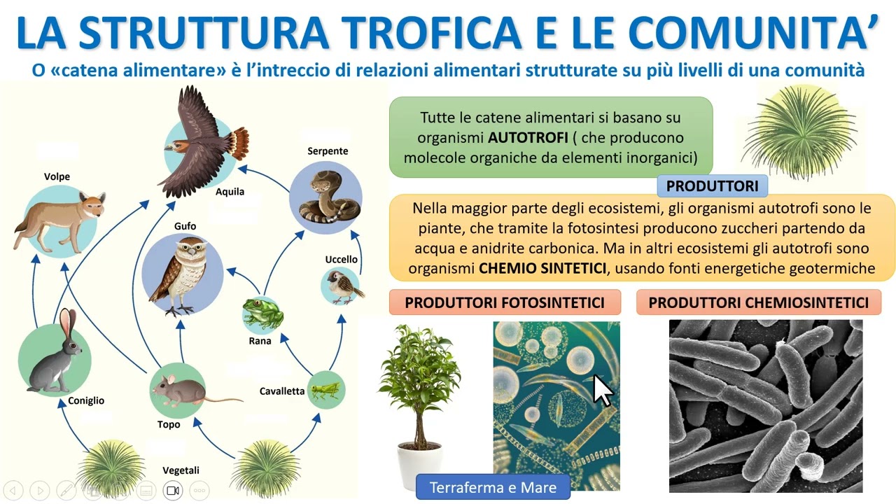 COMUNITA' , CATENE TROFICHE E RETI ALIMENTARI