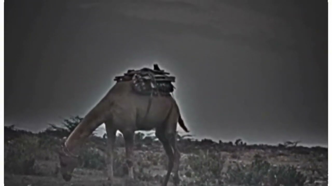 saraeki poetry|saraeki#shaer imran ibrat#Azad saraeki|