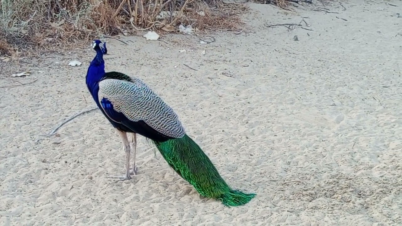 Beautiful PEACOCK | Mor  | Pavo Real | Peacock Hut