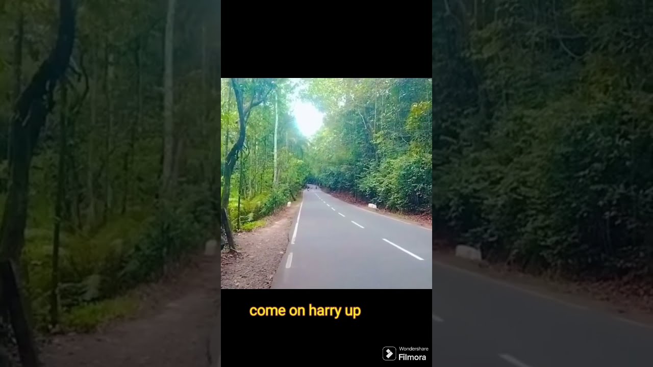 natural beauty of sri lankan rain forest kottawa❤️