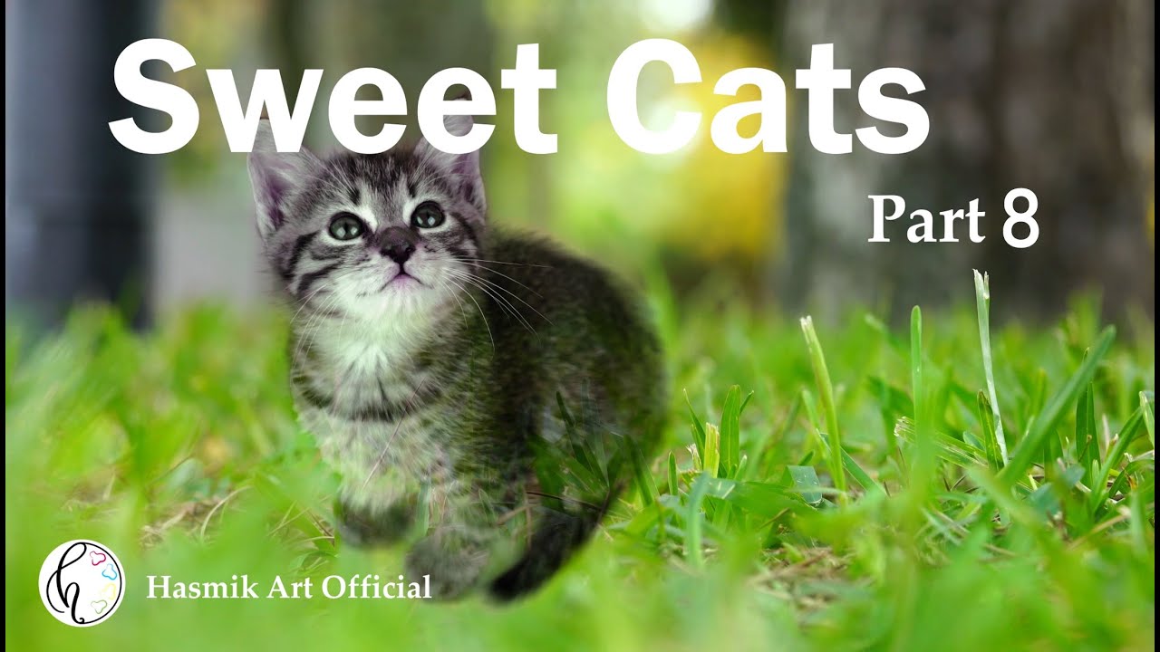 #aftereffects by #hasmik  funny cat 8