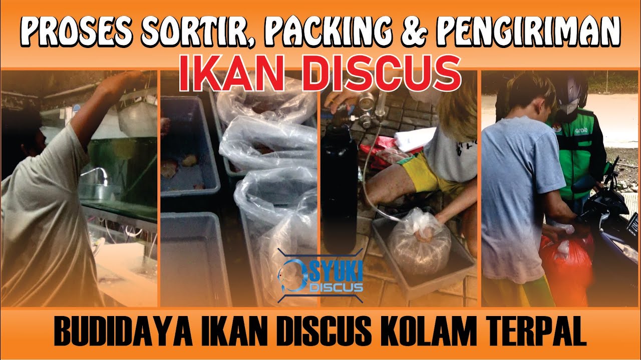 Sortir, Packing dan Pengiriman Ikan Discus - Budidaya Ikan Discus Kolam Terpal