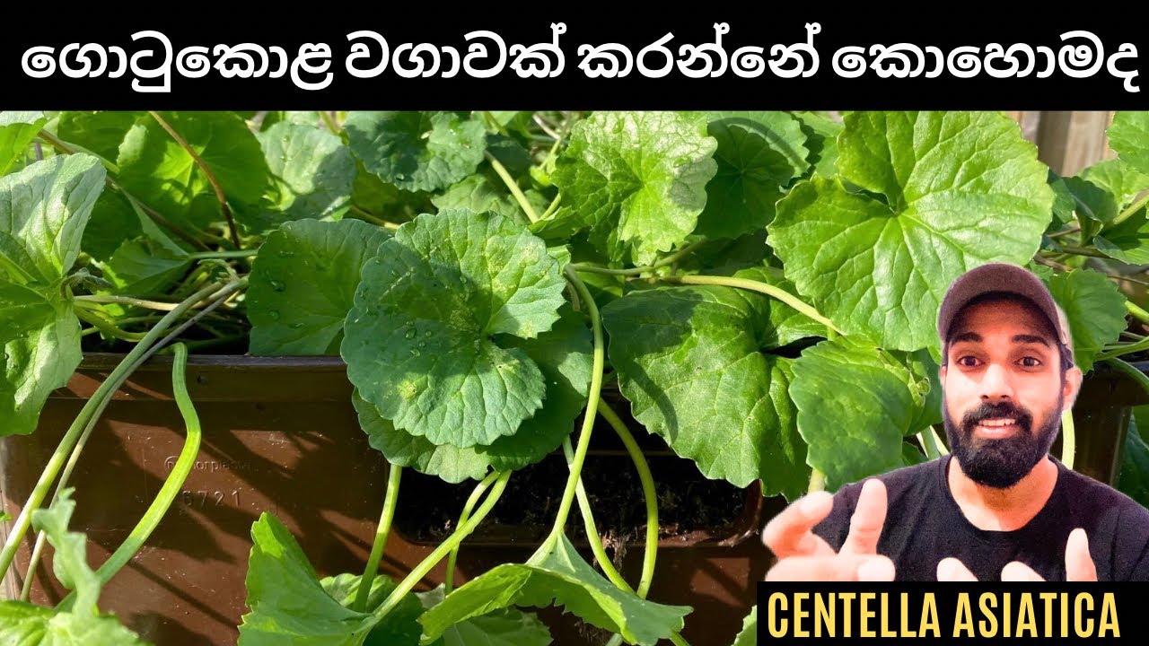 41. සාර්ථකව ගොටුකොළ වගාවක් කරන්නේ කොහොමද ?ගොටුකොළ වල ගුණ.#agriculture #gotukola 