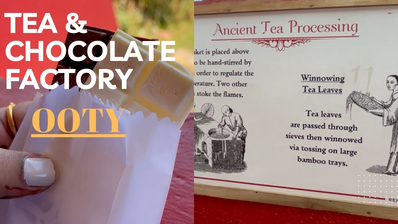 Tea factory and Chocolate factory in Ooty | One day trip to ooty | Benchmark Tea factory