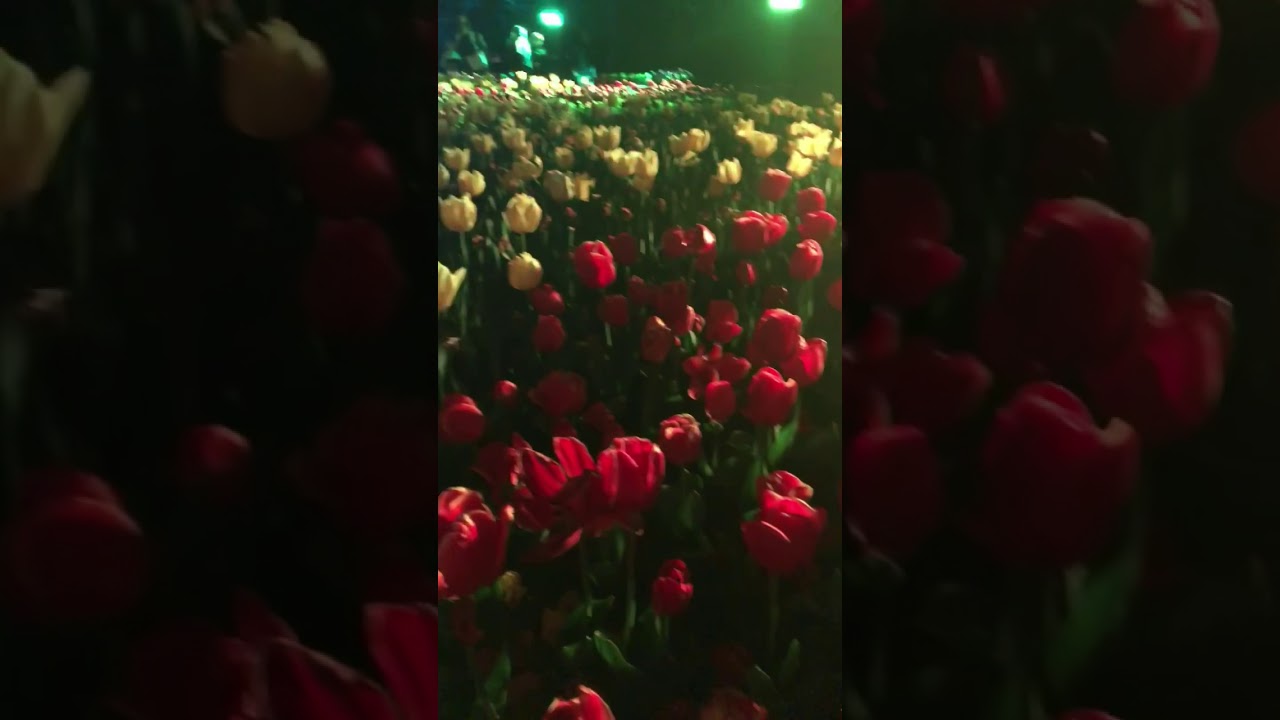 Floral festival in Australia Canberra during the night