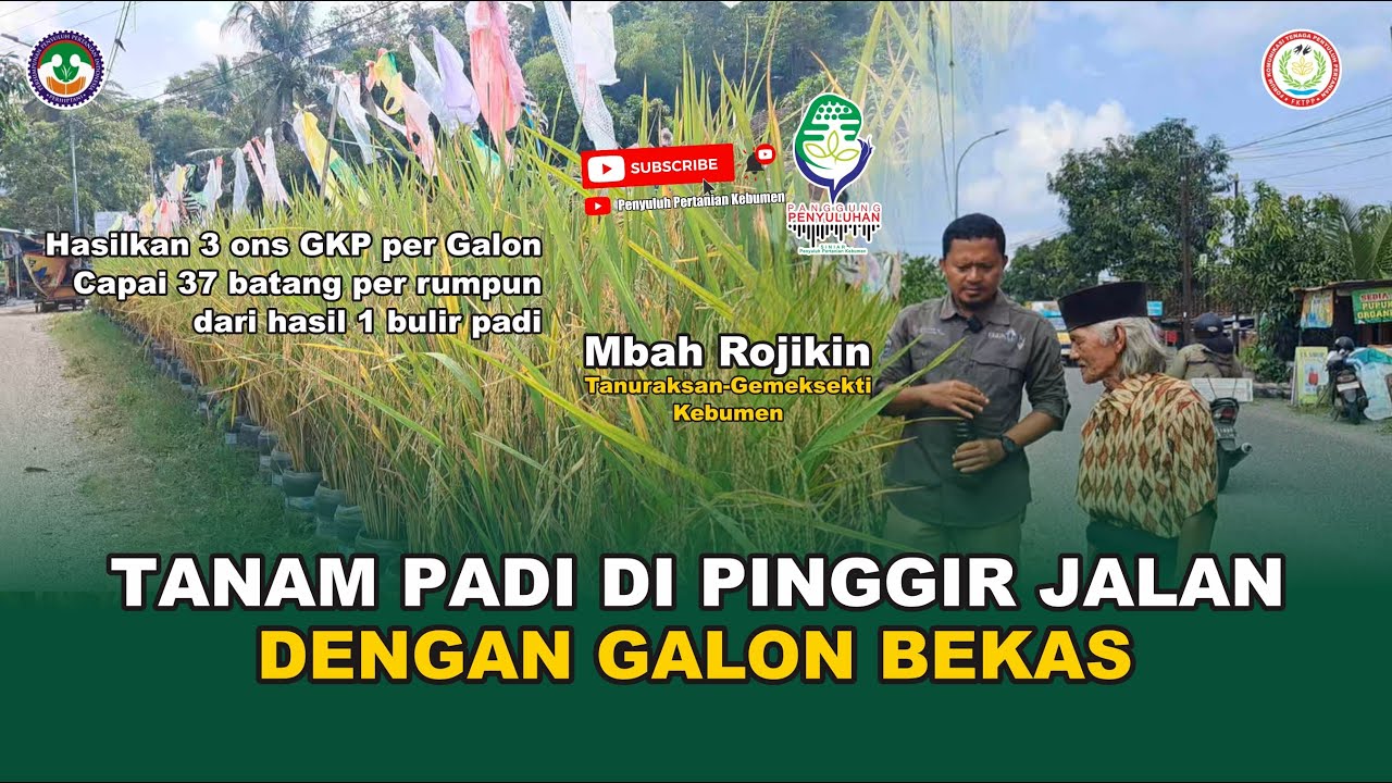 TANAM PADI DI PINGGIR JALAN DENGAN GALON BEKAS