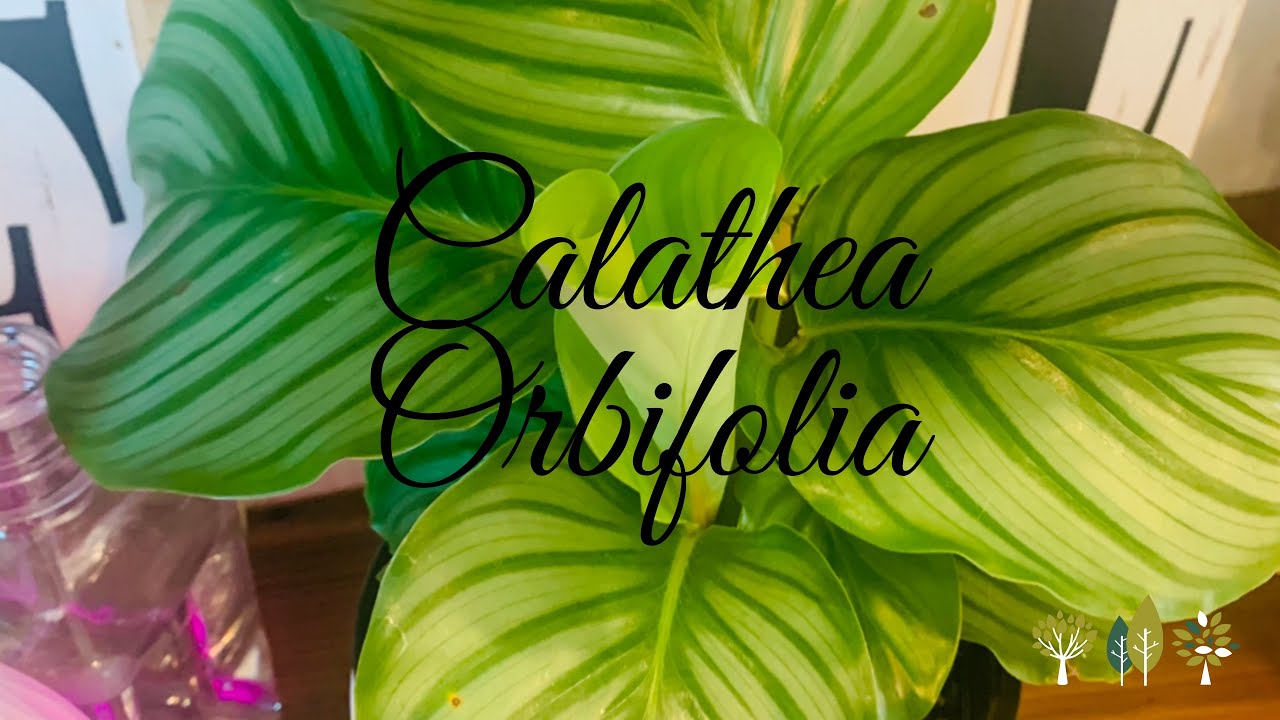 Calathea Orbifolia Plant Care || My Calathea Plant Collection || Calathea Plant Care Tips