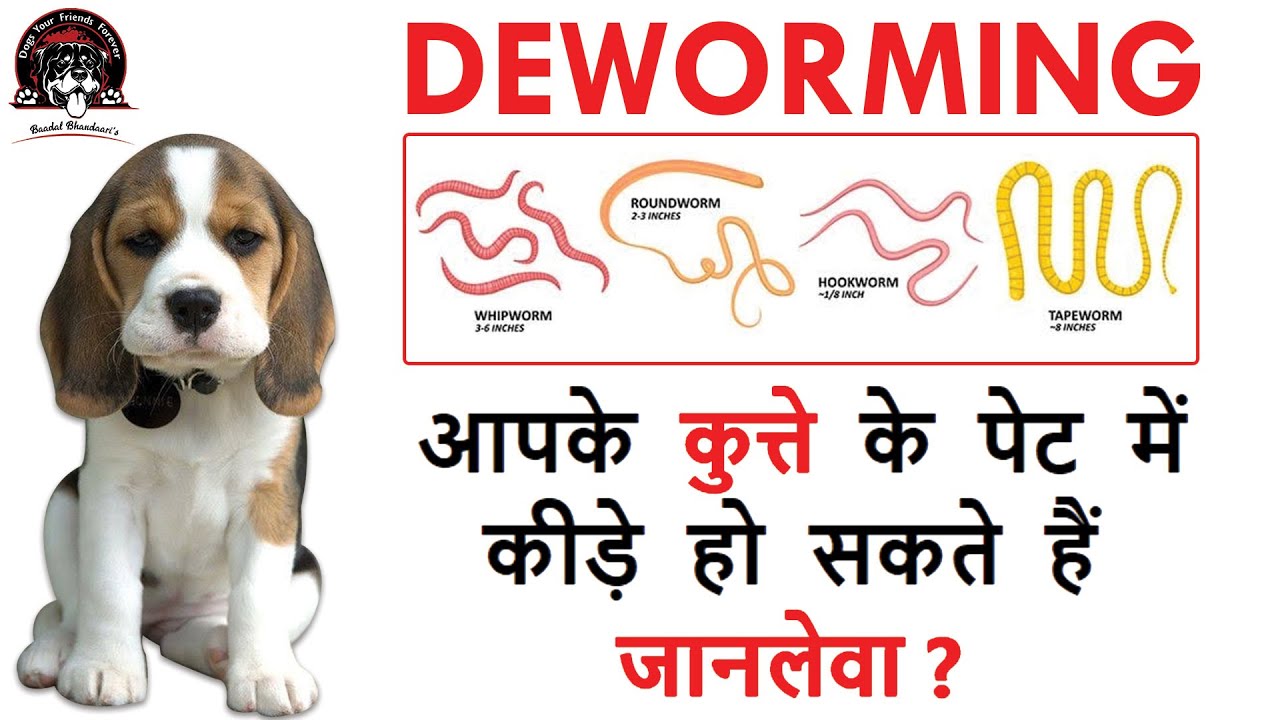 DEWORMING Dogs And Puppies | By Baadal Bhandaari