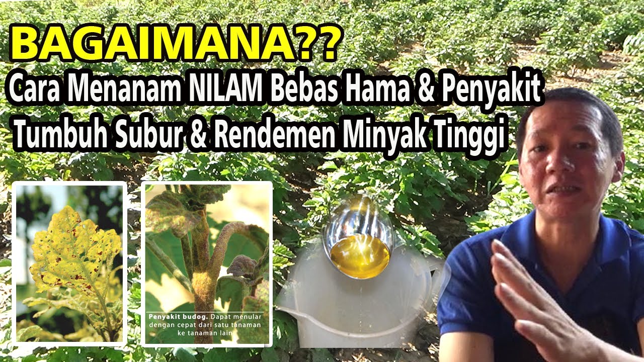 Simak Penjelasan Peneliti Sebelum Memulai Menanam NILAM Perhatikan Hal ini