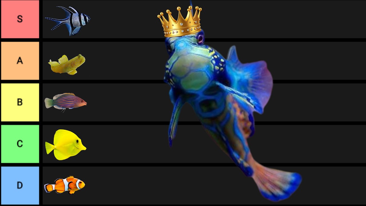⭐Qual Peixe Marinho Começar? Tier List Completa para Iniciantes!🐠