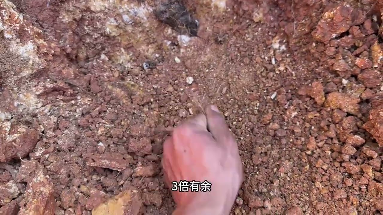 还是二手的香 #野生货 #大自然的馈赠 #艮上谦农