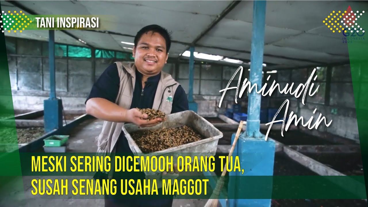 Meski Dicemooh Orang Tua, Susah Senang Usaha Maggot
