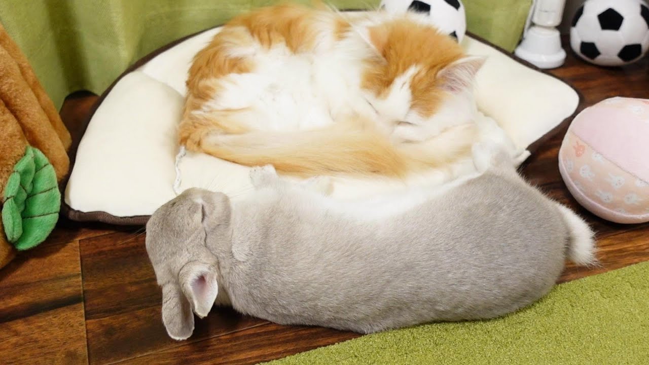 ひと通り遊んだあとはお姉ちゃんうさぎが床のうえ、弟ニャンコはふかふかクッションの上で仲良く並んでお昼寝します