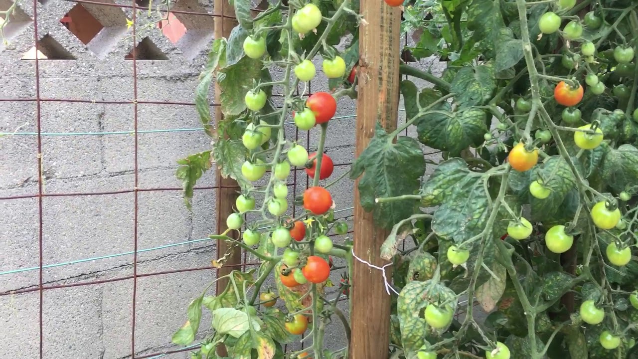 Impressive Cherry Tomatoes--Incredible Fruit Formation