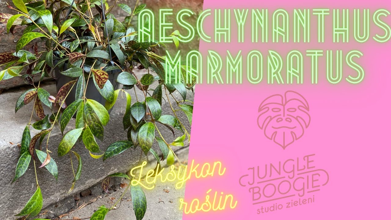 Aeschynanthus Marmoratus(marmurkowy), czyli leksykon roślin Jungle Boogie odc.3