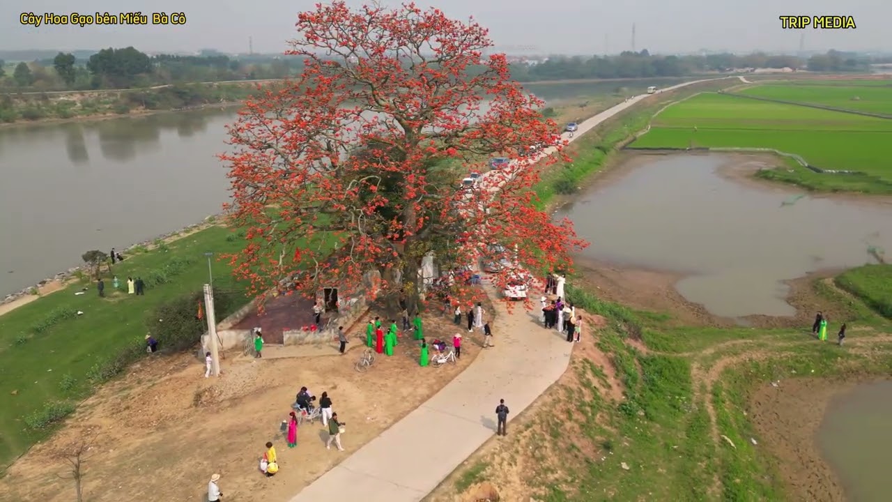 Cây hoa gạo trước miếu Bà Cô Bắc Giang: Vì sao tháng 3 ai cũng muốn tìm đến? #tripmedia #mieubaco
