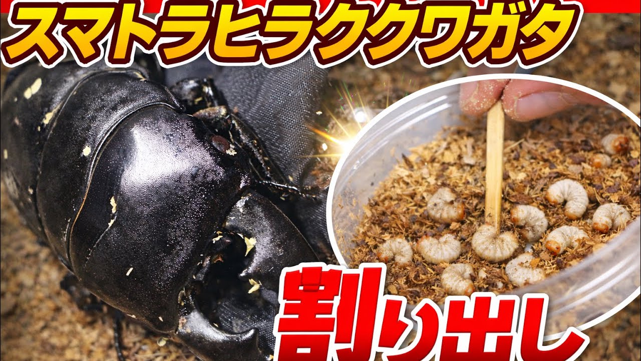【ヤバすぎ】スマトラヒラタクワガタの産卵セットを割り出したら...
