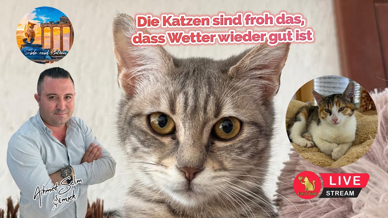 Die Katzen sind froh das, dass Wetter wieder gut ist.