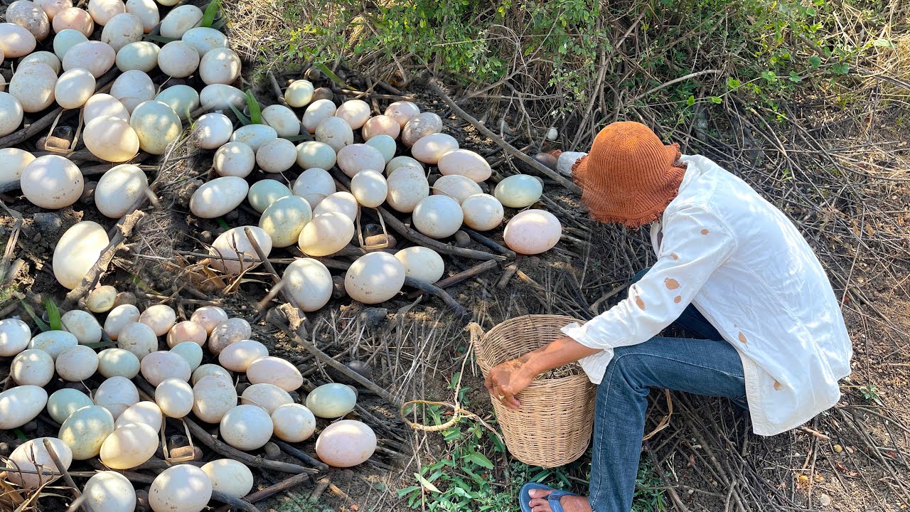 Amazing collecting eggs on farm! A farmer skill finds and picks many duck eggs under grass best hand