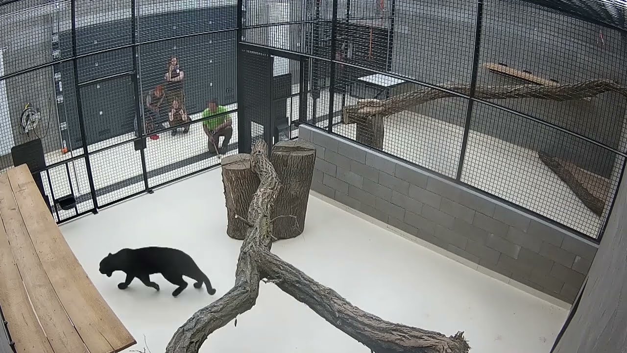 Jaguáři se vrací do Zoo Zlín