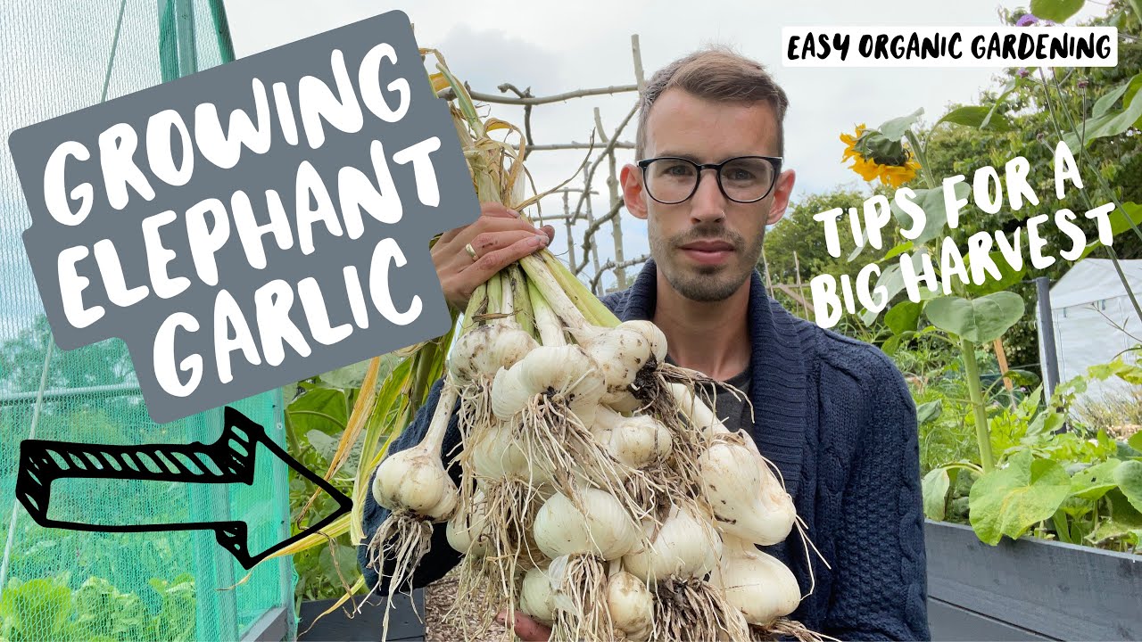 Growing Elephant Garlic | Growing Tips & Harvesting