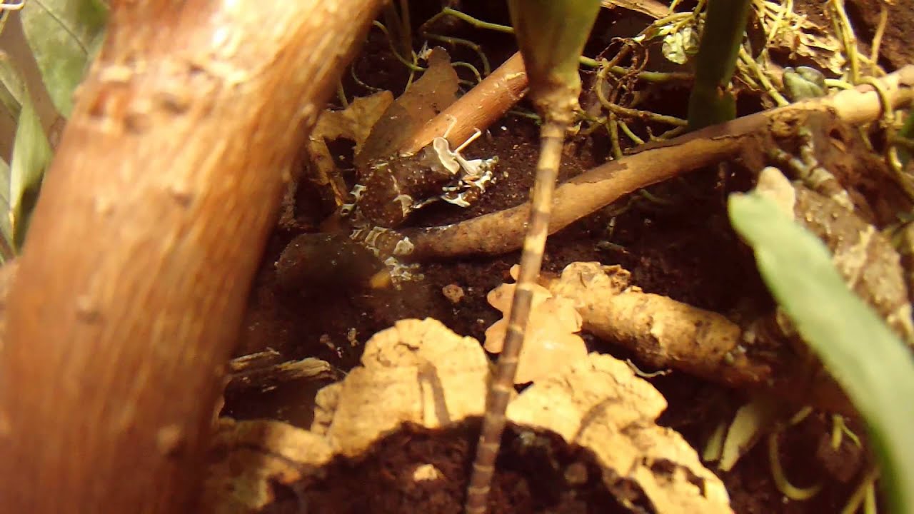 Amazon milk frogs eating grasshoppers