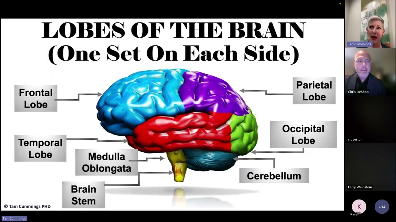 Understanding the Different Lobes of the Brain.  Speaker:  Dr Tam Cummings
