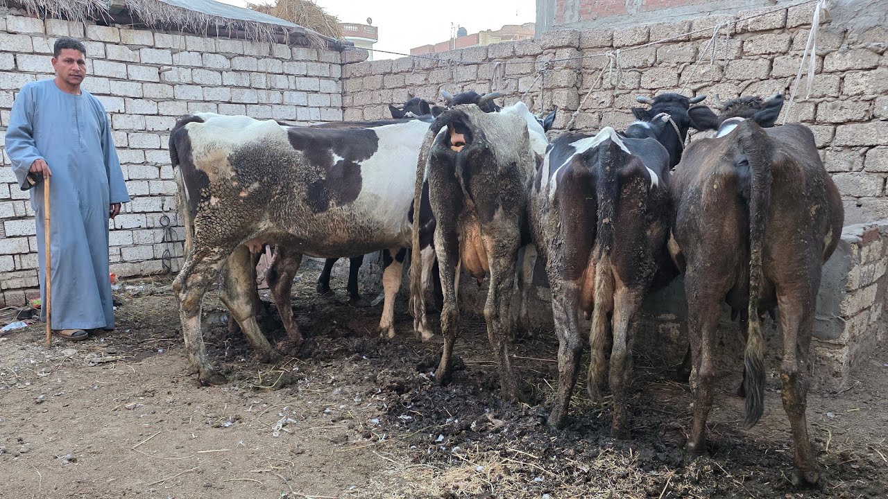 ابو زلزال راجع بأكبر زلزال في اسعار البقر العشر ولبن وانتظار الولادة شاهد بنفسك السلالات والاسعار