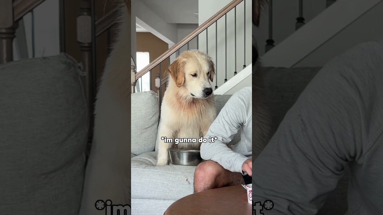 Did we really expect anything else? #dogsofyoutube #dogs #dog #goldenretriever #food