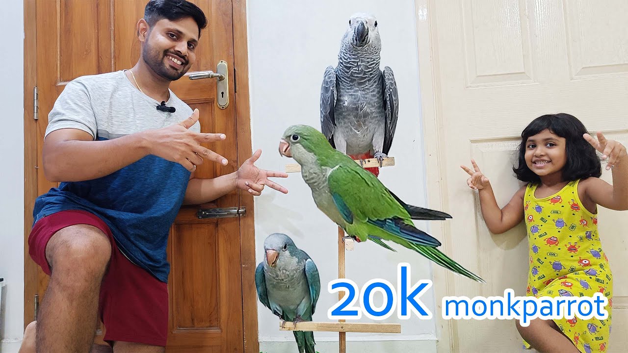 Whiskey's(grey parrot)  new friends|| Monk parakeet||Quaker parrot||Tamil