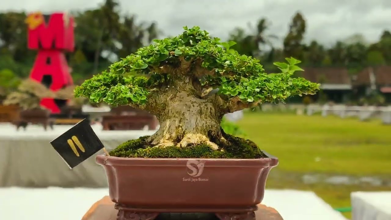 Shito, Mame, Small Bonsai inspiration in The Max 30 Festival 2025 Badung Bali
