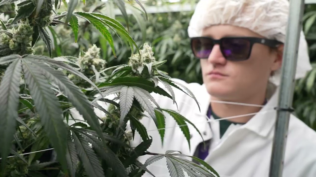Seed Origins: LA Grapes &ndash; A Bright, Bold Sativa Grown with Purpose