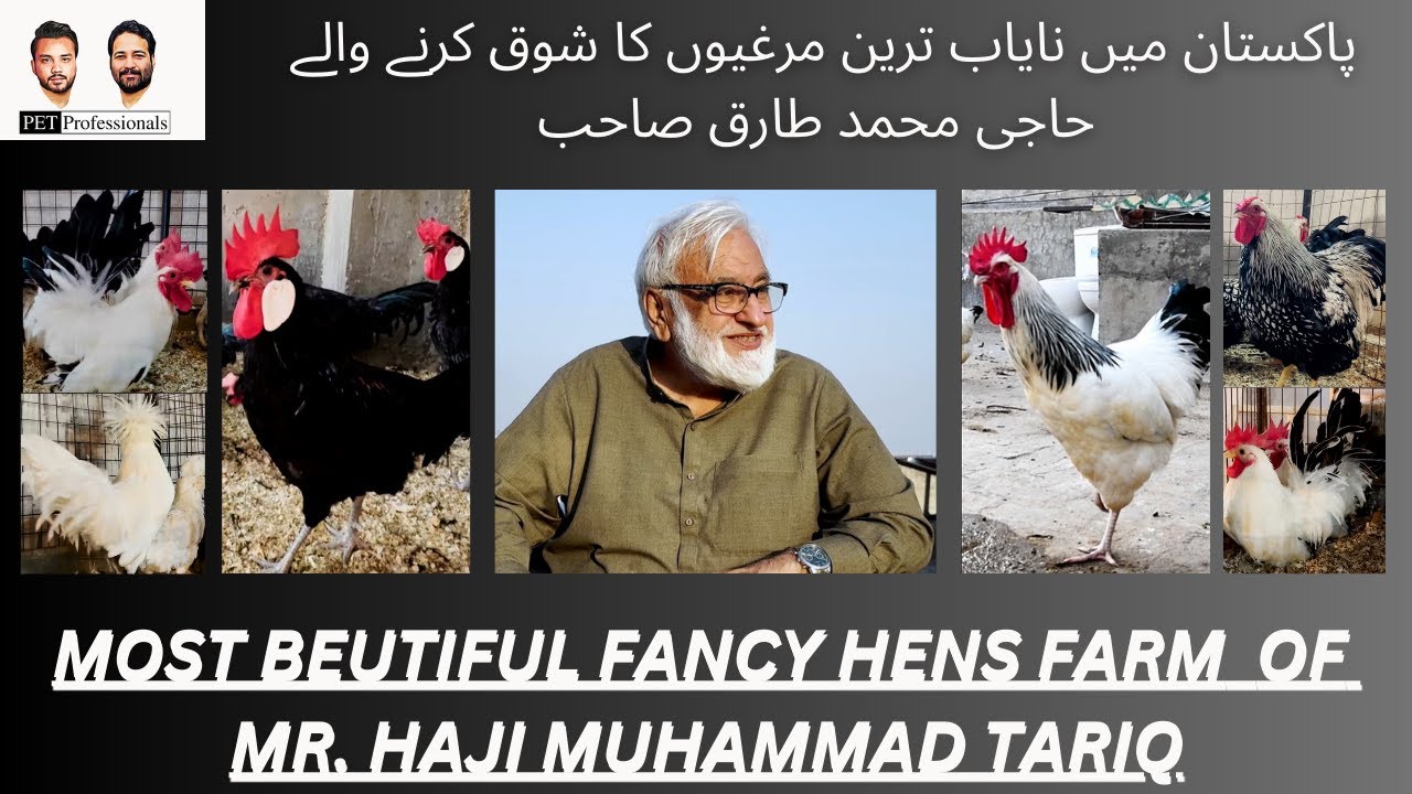 Fancy Chicken Farm |Haji Tariq | Best Chickens breeds| by Pet Professionals
