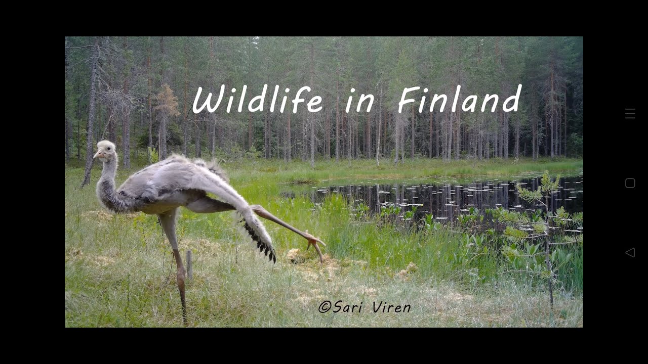Wildlife in Finland - Finnish forest life - wildlife camera - riistakamera - Finland nature