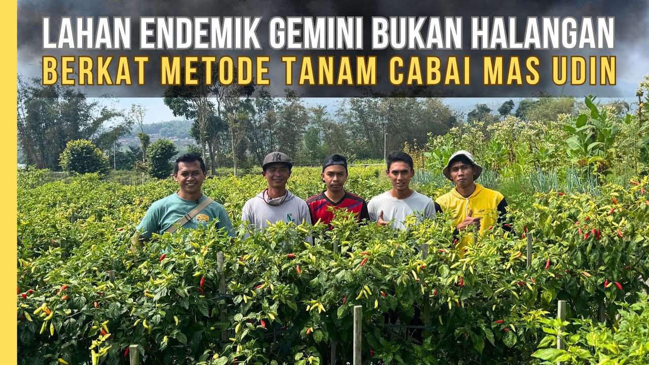 Bertani Cabai Di Daerah Endemik Virus Gemini: Bukti Bahwa Perawatan Tepat Mampu Mengalahkan Resiko
