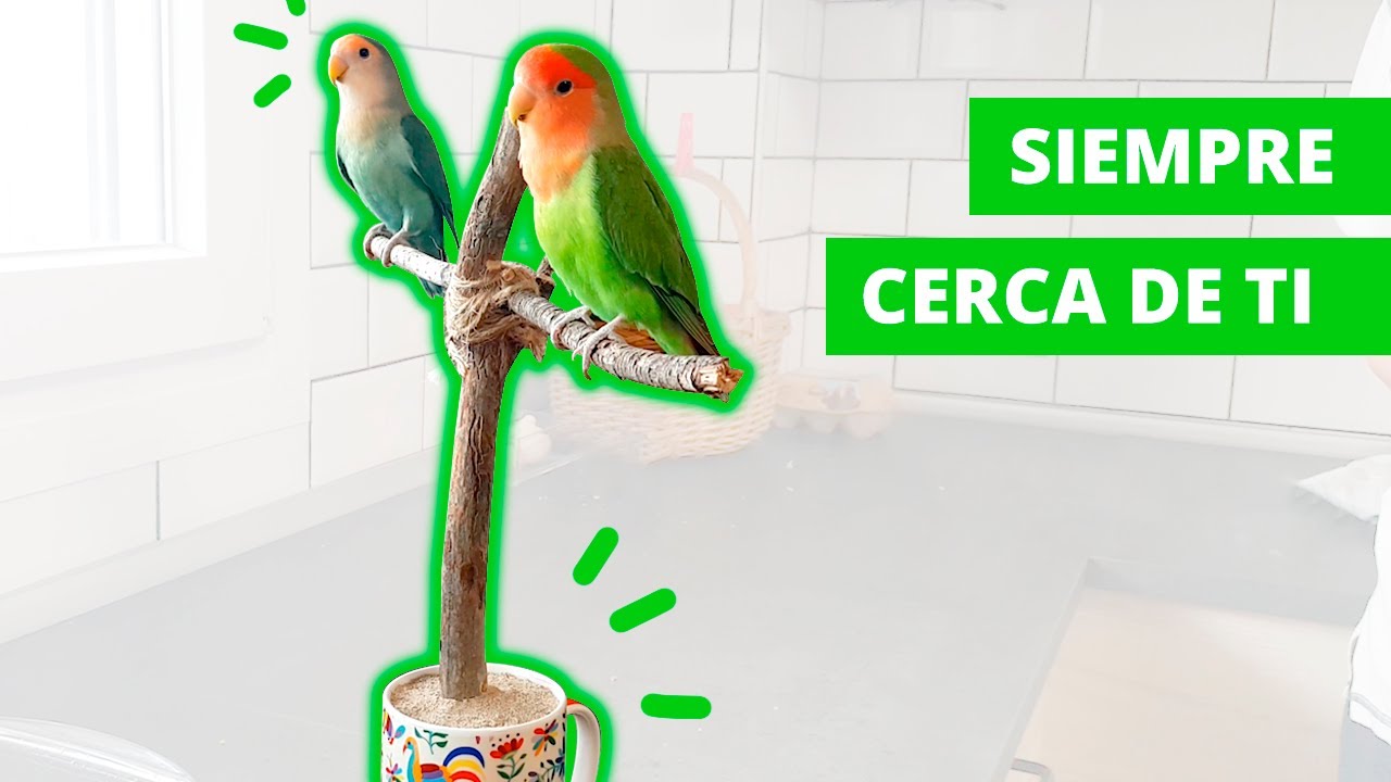 🌱 Percha en taza para FUERA de la JAULA 😱 tu AGAPORNIS Siempre A TU LADO  💁‍🐤