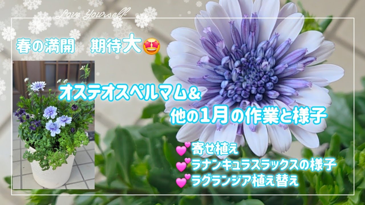 絶対植えておきたい花💕【オステオスペルマムの寄せ植え】や～っと芽が出たラックスも😆