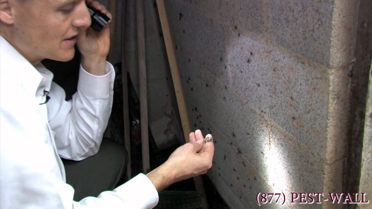 How Spider Populations Infest from the Crawlspace