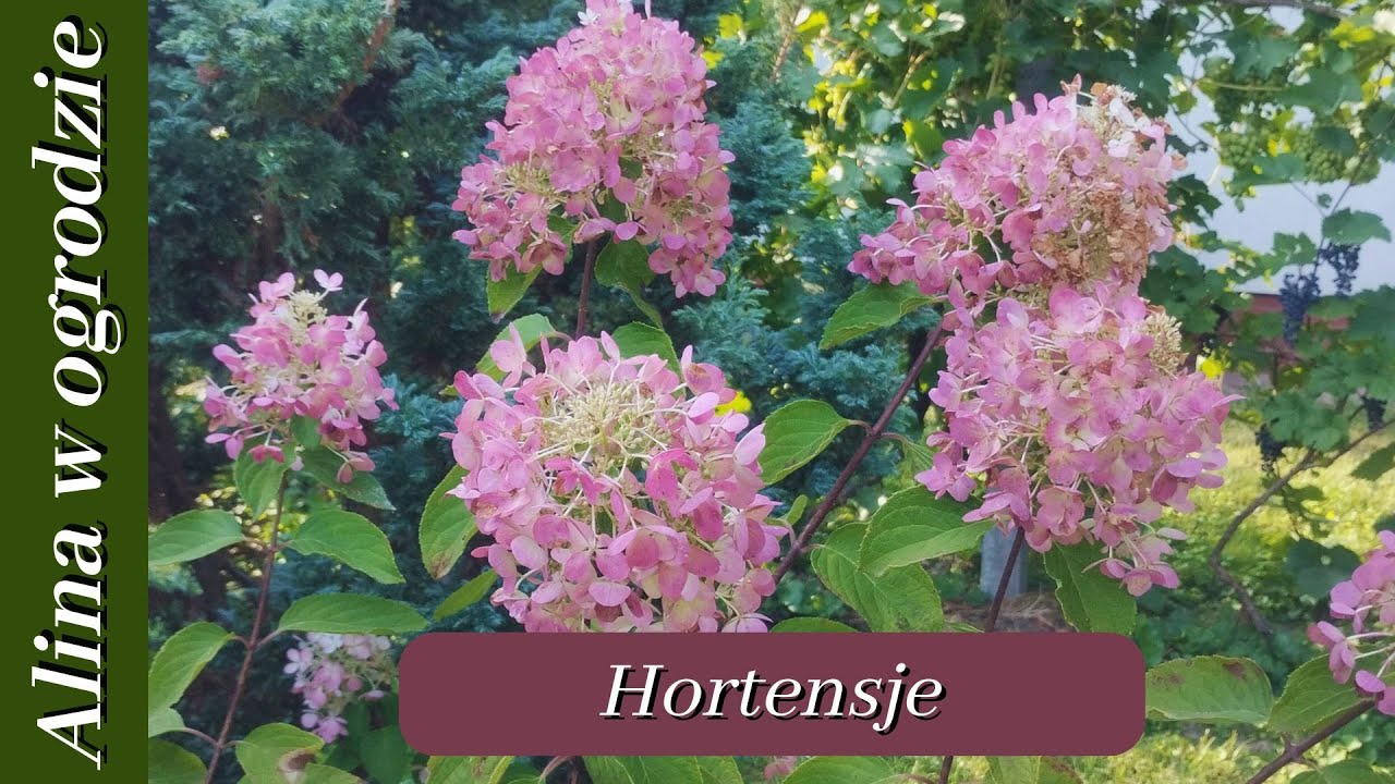 Hortensje w ogrodzie - sierpień '25