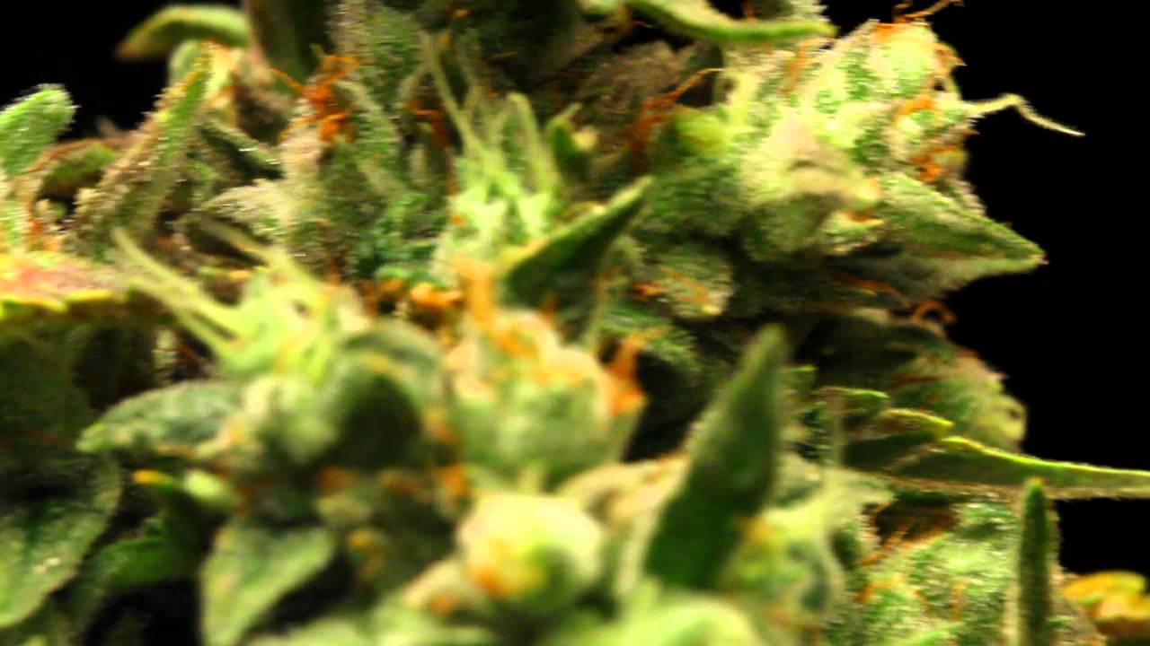 CO Medical Marijuana