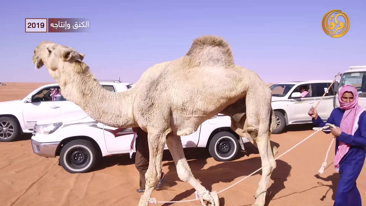 الفحل الكنق وانتاجه  لمالك الابل فواز عليان الطهيمي 2019