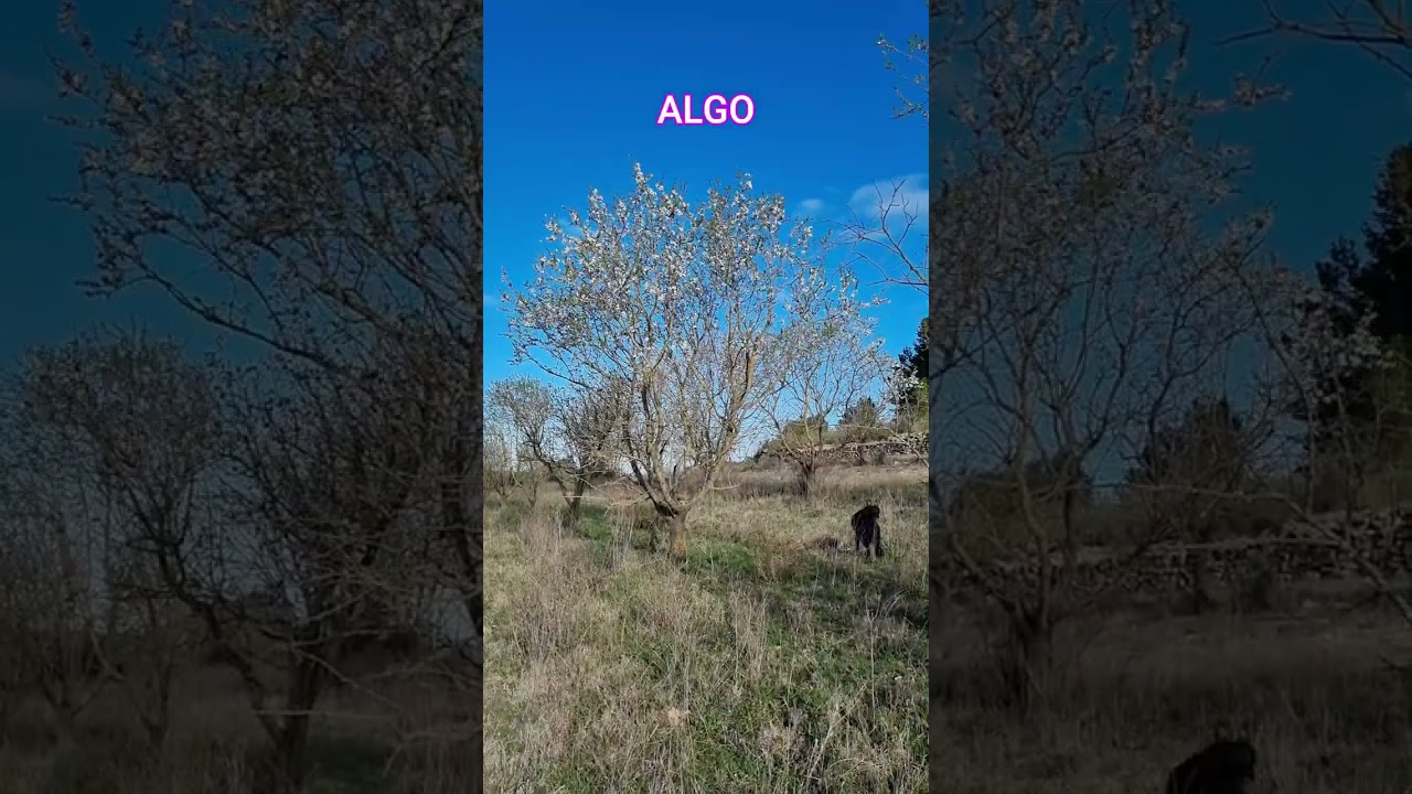 Almendros en flor