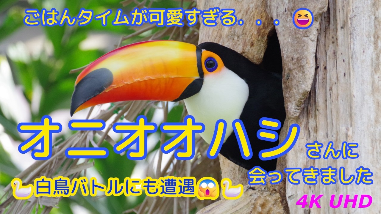 【番外編⑦】オニオオハシに会ってきました！帰り道には北帰行前の白鳥にも遭遇【栃木】【4K UHD】