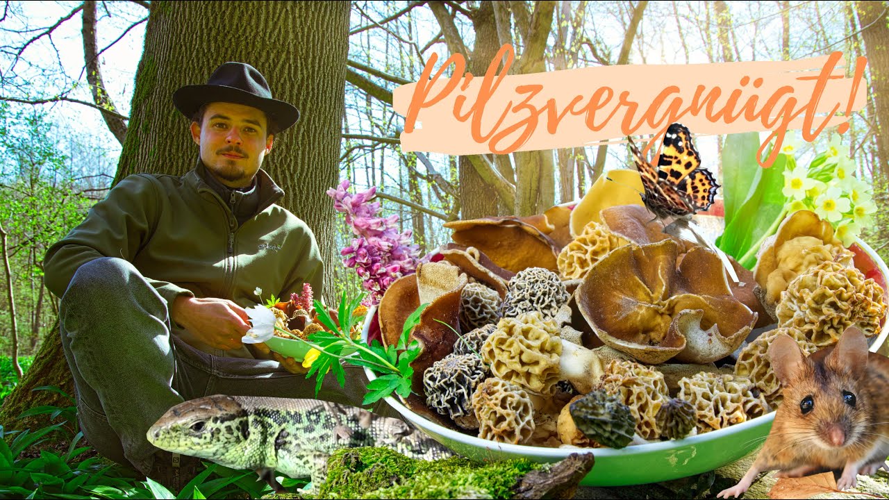 Pilz-Comeback 🥳  Tolle Morchel Funde - ihre Standorte erkennen und verschiedene Arten im Überblick 🍀