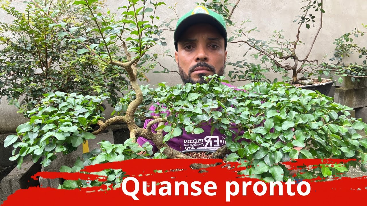 COMO FAZER BONSAI DE LIGUSTRO EM PATAMAR - TERCEIRO VÍDEO
