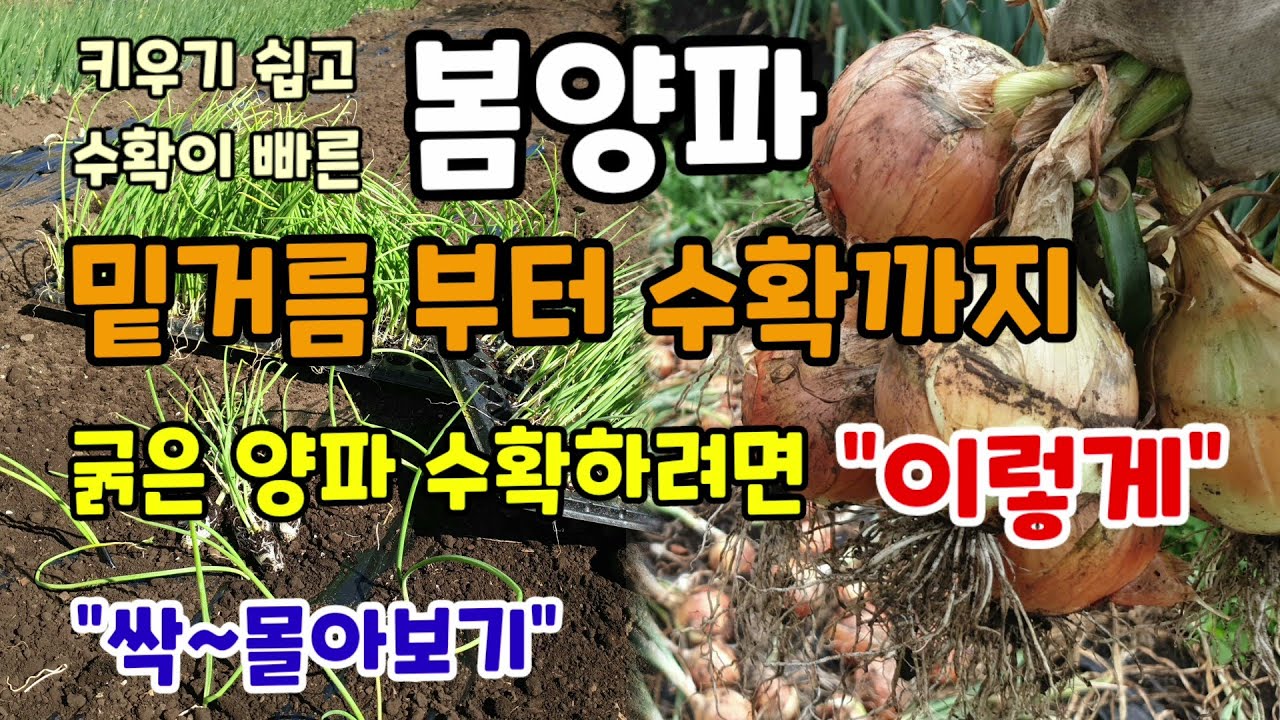 봄에 심어 바로 수확하는 