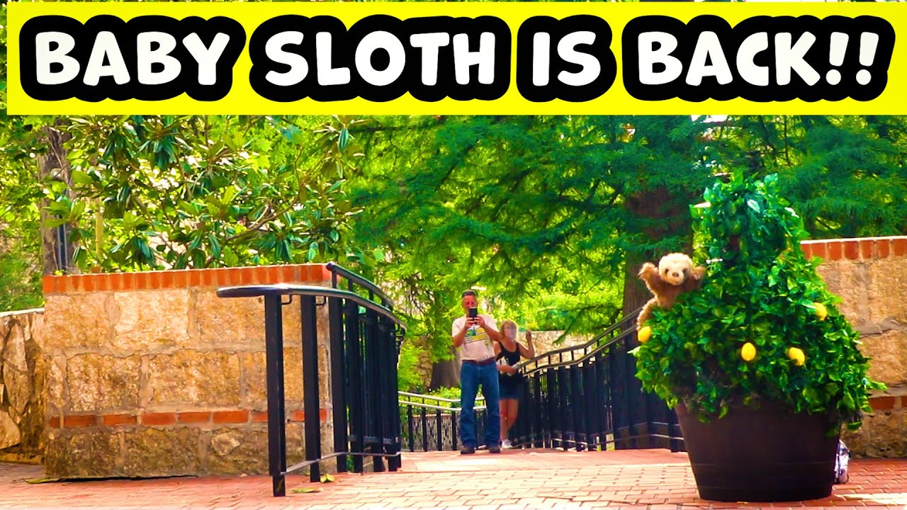 Bushman Prank: Return of Baby Sloth 2023!!