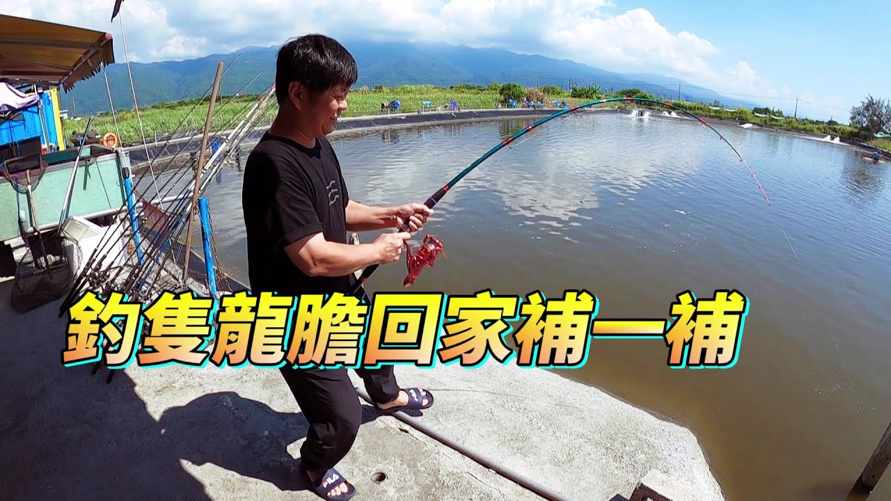 【老蟹愛釣魚】釣隻龍膽回家吃大家說好不好？龍膽滿滿的膠質看能不能補一下我這個老人腰！