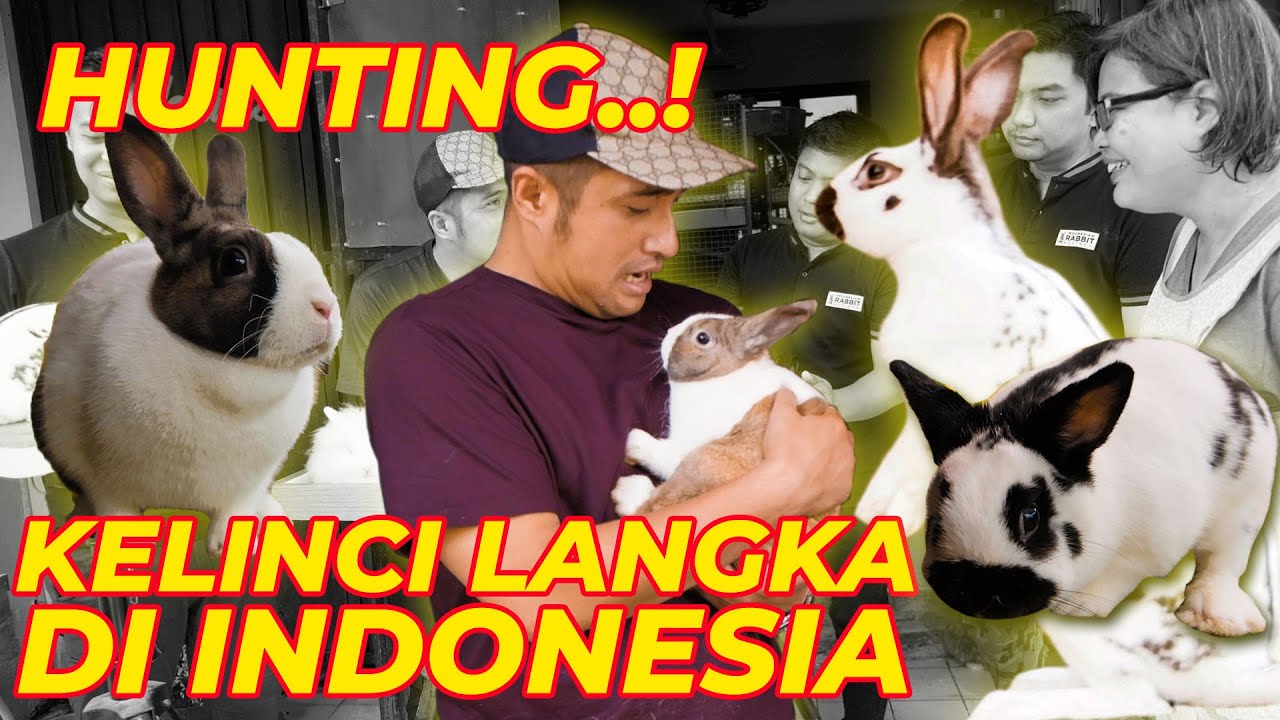 BERBURU KELINCI-KELINCI LANGKA DI INDONESIA #awasracun